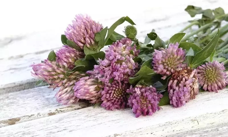 El Poder Oculto de la Naturaleza: Descubriendo los Secretos de las Plantas Medicinales