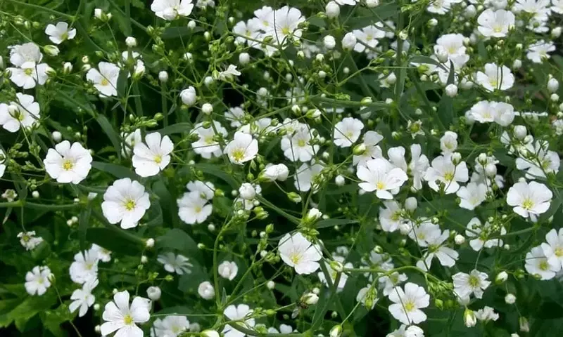 La Gypsophila: Una Belleza Delicada para tu Jardín y Hogar