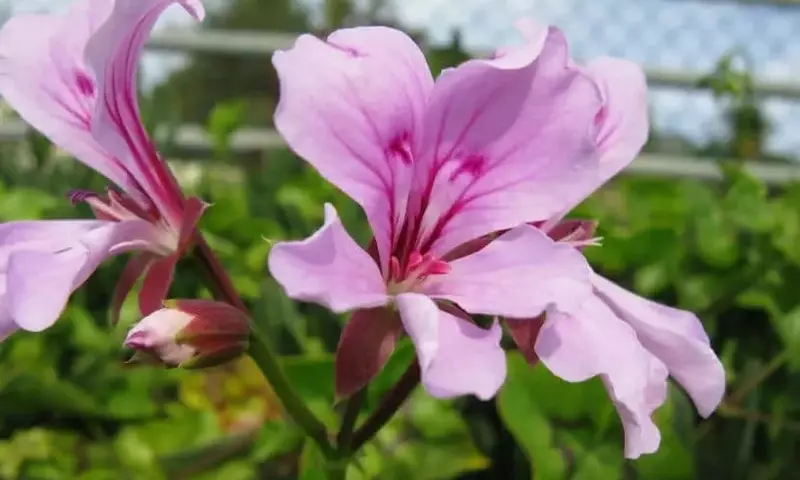 Descubriendo la Diversidad de los Geranios para Embellecer tu Jardín