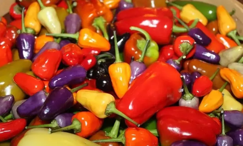 Explorando la Diversidad Culinaria y el Cultivo de los Pimientos