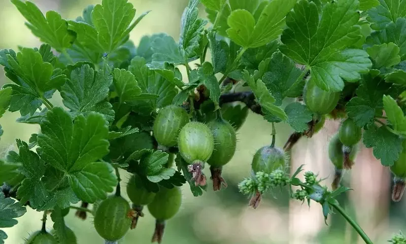 Descubre la Grosella Espinosa: Una Planta Versátil para tu Jardín y Cocina