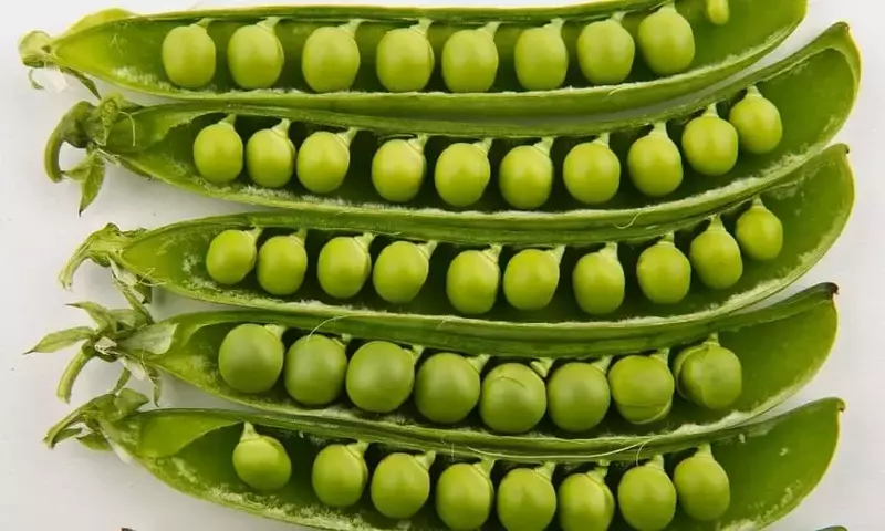 Descubriendo la Diversidad de Guisantes: Una Guía Completa