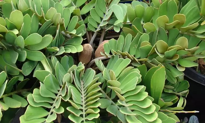 Descubriendo la Zamia: Una Cícada con Historia y Encanto