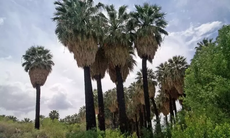 Guía Completa de la Palmera Washingtonia Filifera: Cultivo y Cuidados Esenciales