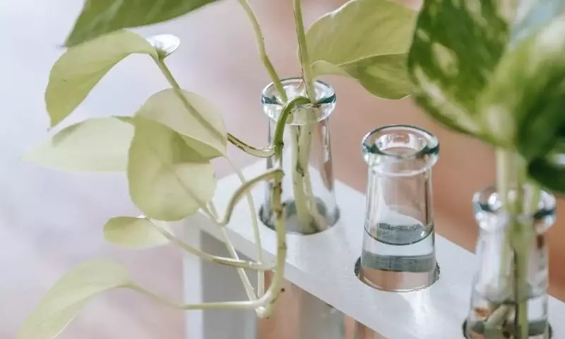 Guía Práctica para Enraizar Vegetales y Hierbas en Agua