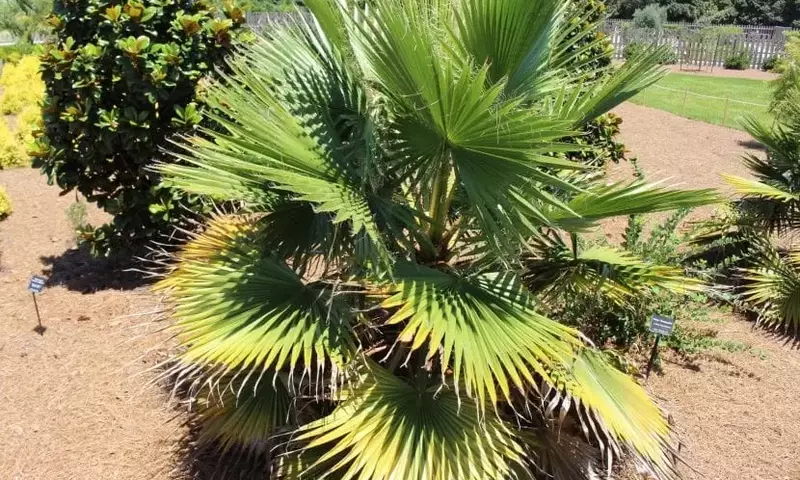 Washingtonia robusta: Guía Completa para el Cuidado y Cultivo de esta Palmera Resiliente
