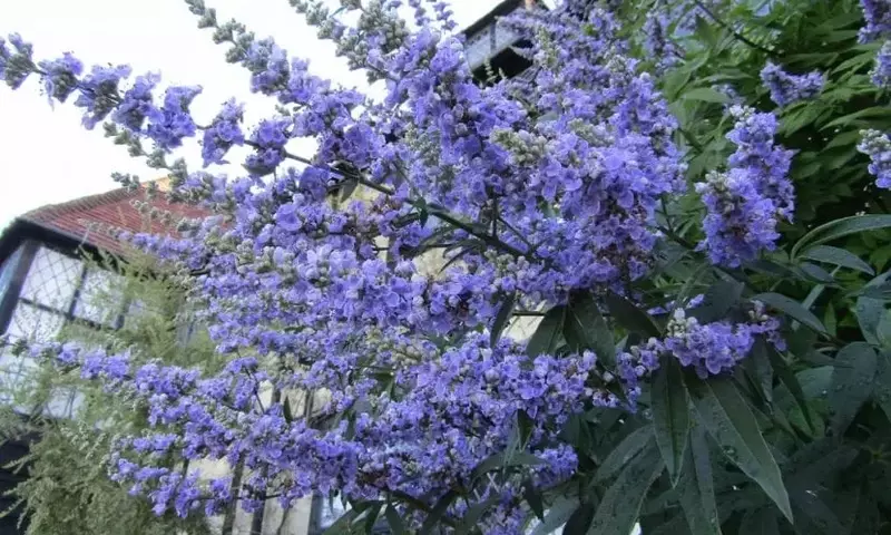 Vitex agnus-castus: El Versátil Arbusto Medicinal y Ornamental que Embellece tu Jardín