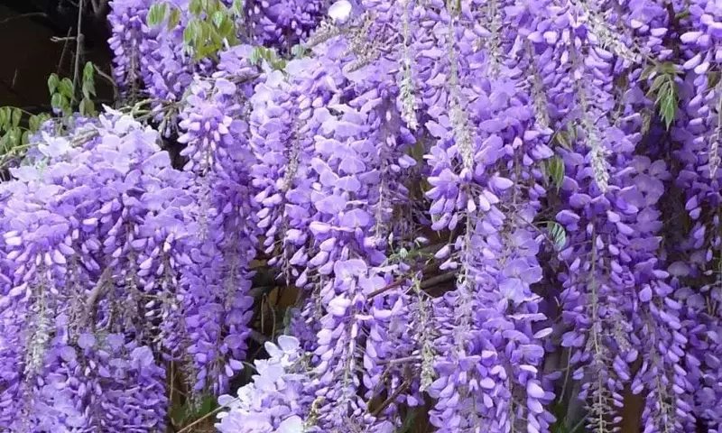 La Enigmática Glicinia: Un Vistazo Profundo a la Wisteria Sinensis