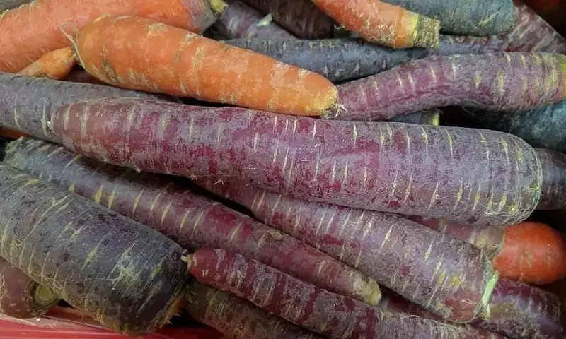 Redescubriendo la Zanahoria Morada: Historia, Beneficios y Cultivo
