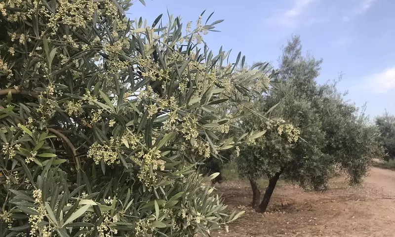 Innovación Sostenible: Hojas de Olivo Convertidas en Valiosos Antioxidantes