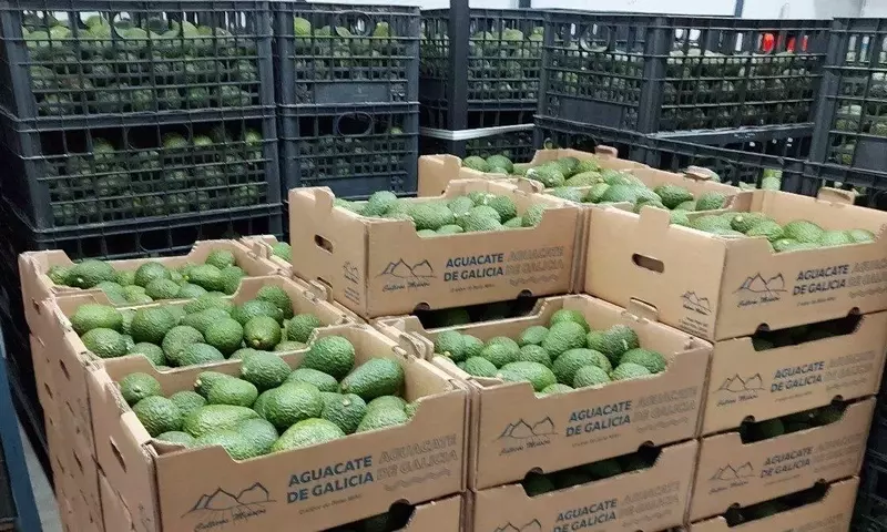 El Futuro del Aguacate en España: Estrategia, Clima y Nuevas Fronteras