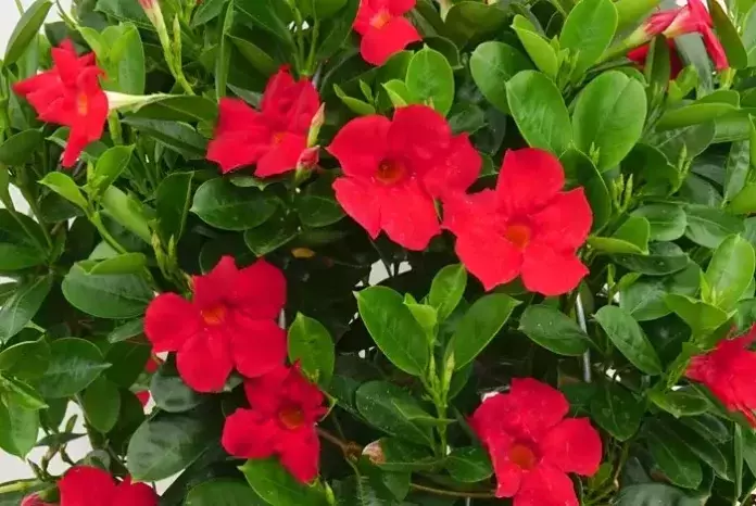 Dipladenia: Belleza Exuberante y Cuidado Sencillo para tu Jardín