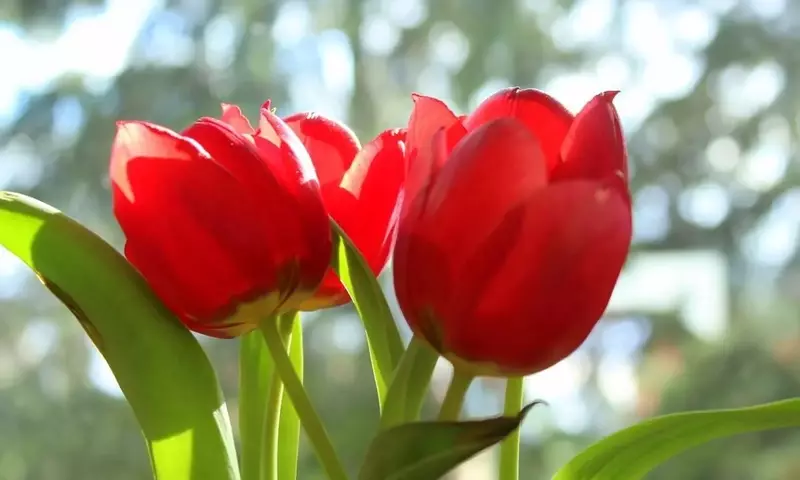 Chubut florece: Campos de Tulipanes en Trevelin y una nueva expansión en 28 de Julio