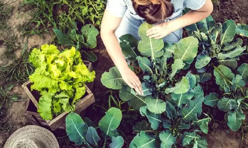 La Importancia Fundamental del Suelo en la Jardinería: Guía Completa para un Cultivo Exitoso