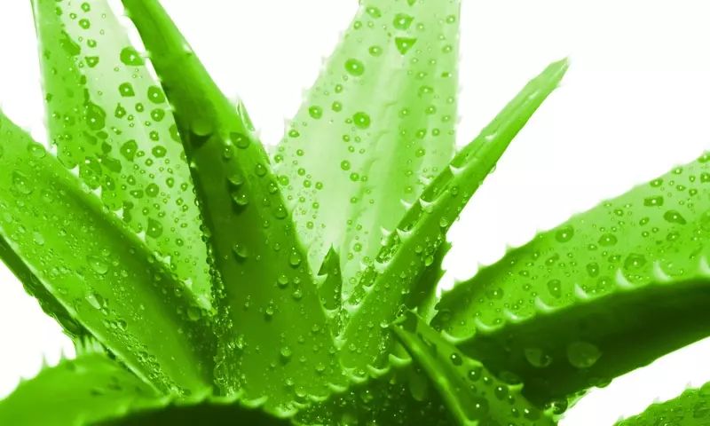 El Auge del Aloe Vera: De Cultivo Local a Fenómeno Global Industrial