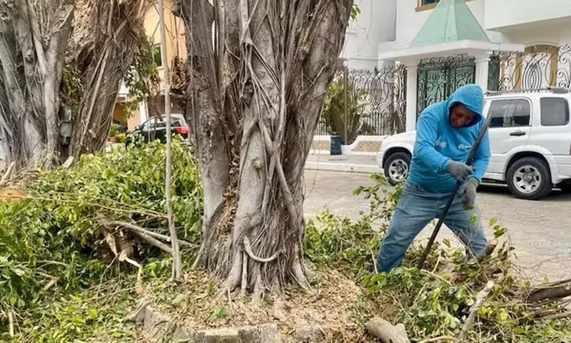 Impacto Ambiental y Consecuencias Legales tras Poda Extrema de Ficus en Guayaquil