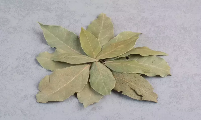 El Fenómeno del Laurel en Dispositivos Móviles: Un Análisis Profundo de la Tendencia y sus Implicaciones