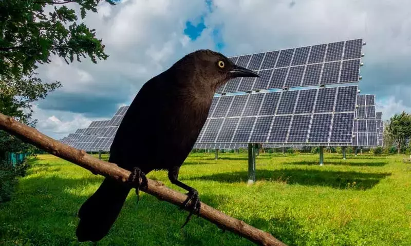 Auge de la Avifauna en Parques Solares con Manejo Ecológico