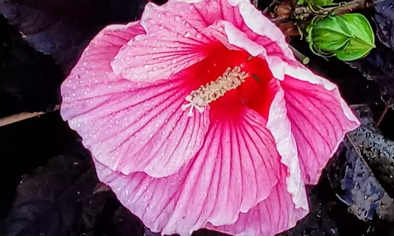 Descubriendo el Hibiscus: Propiedades, Beneficios y Consideraciones de Consumo