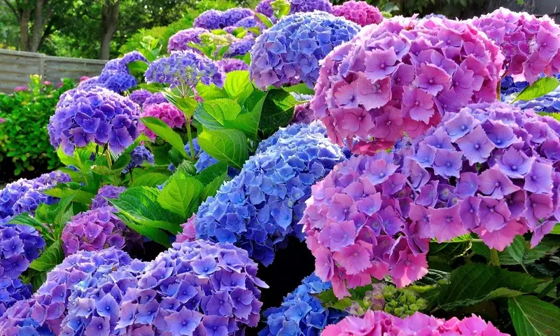 Hortensias: Cuidado, Ubicación y Significado Cultural