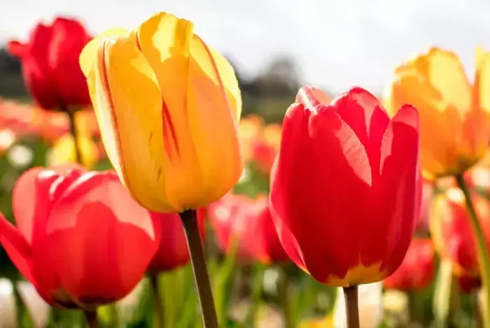 El Tulipán: Símbolo de Primavera y Elegancia Botánica