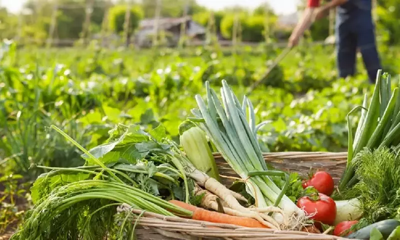 El Poder Transformador del Orujo de Tomate Fermentado en la Agricultura Sostenible