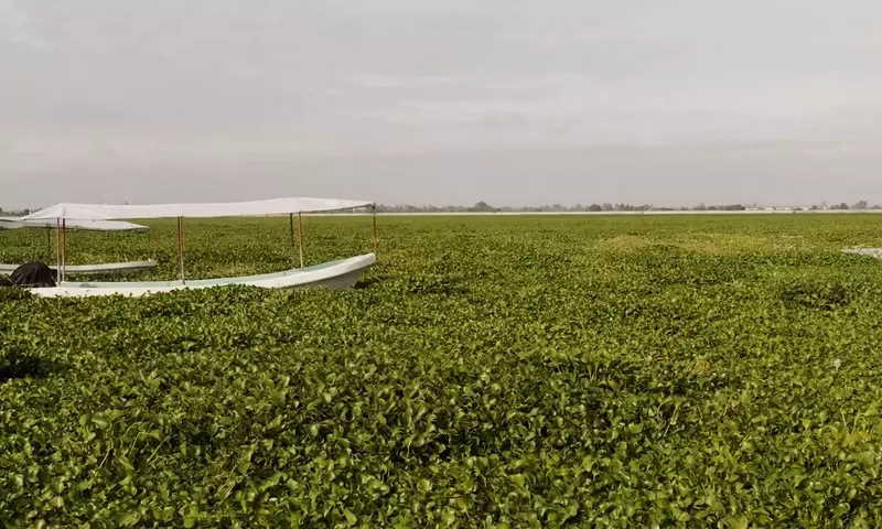 La Amenaza del Lirio Acuático: Impacto Ambiental y Socioeconómico en México
