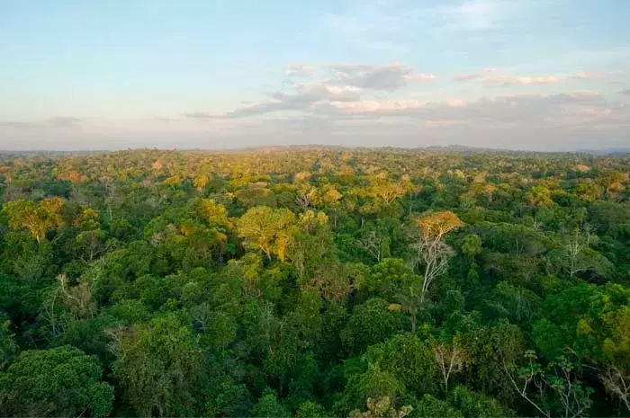 Árboles Centenarios y su Rol Crucial en la Captura de Carbono en Selvas Tropicales