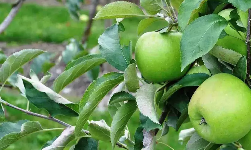 Maximización de Cosechas Frutales: El Arte del Raleo Floral