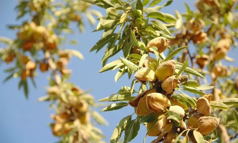 Cosecha de Almendras: Un Panorama Diverso y Desafíos del Mercado