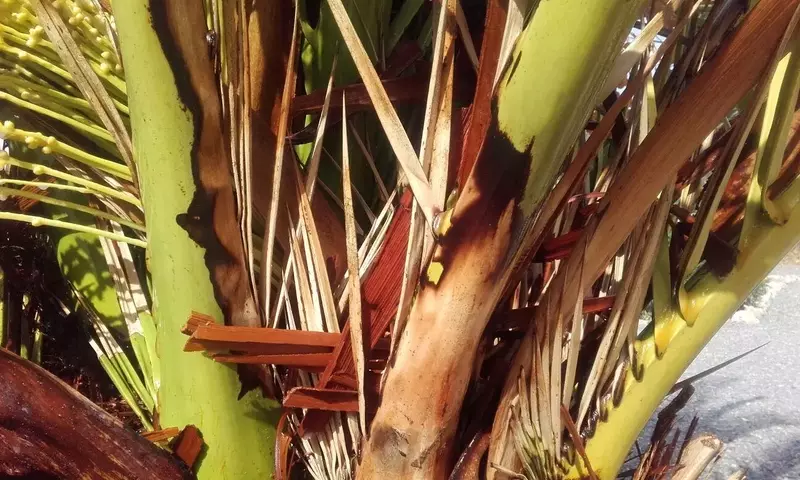Alerta en O Barco: Caída de Palmera por Plaga y Refuerzo de Medidas contra el Picudo Rojo