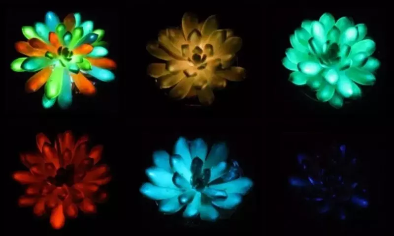 Suculentas que Brillan en la Oscuridad: Una Innovación Botánica