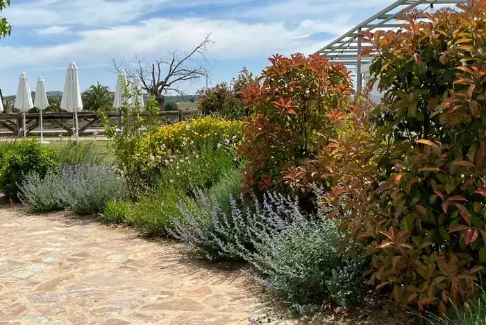 Xerojardinería: Diseño de Paisajes Sostenibles y Eficientes en el Uso del Agua