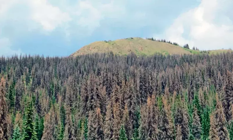 El Calentamiento Global Pone en Riesgo la Capacidad de Almacenamiento de Carbono de los Bosques