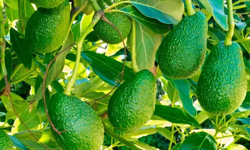 Mejora la Producci￳n de Aguacates con Fertilización Foliar