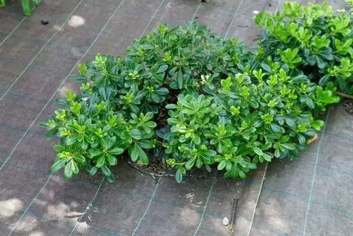 Innovación Verde: El Uso Transformador de Mallas Agrícolas en el Diseño de Jardines