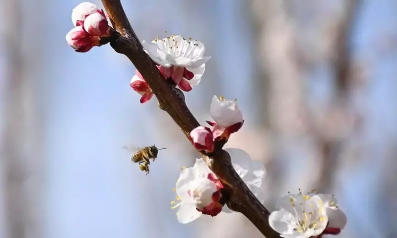Esquel se Tiñe de Rosa: La Fiesta Anual de los Ciruelos en Flor Ilumina la Avenida Ameghino