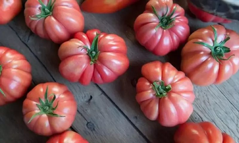 Semillas Fitó: Cultivando Innovación y Sostenibilidad en su Jardín