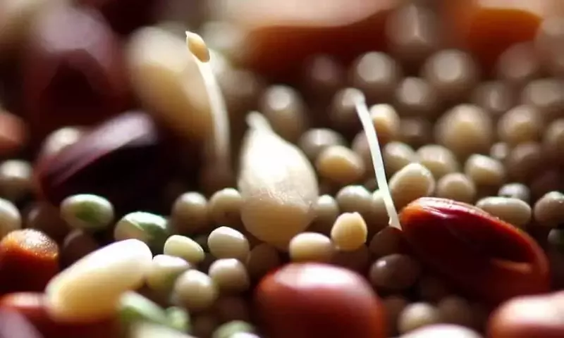 La Semilla Estratégica: Pilar de la Resiliencia Agrícola Global