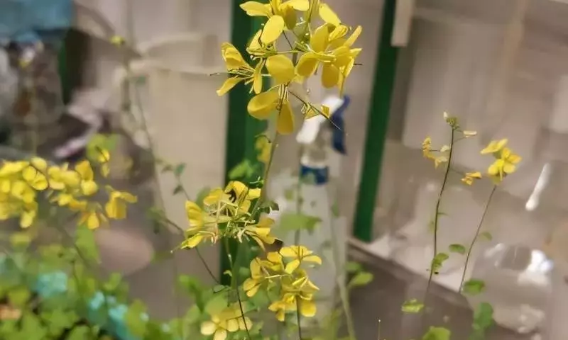 Ceniza como Aditivo Clave en la Producción de Biogás y Fertilizantes Orgánicos: Un Estudio Revelador
