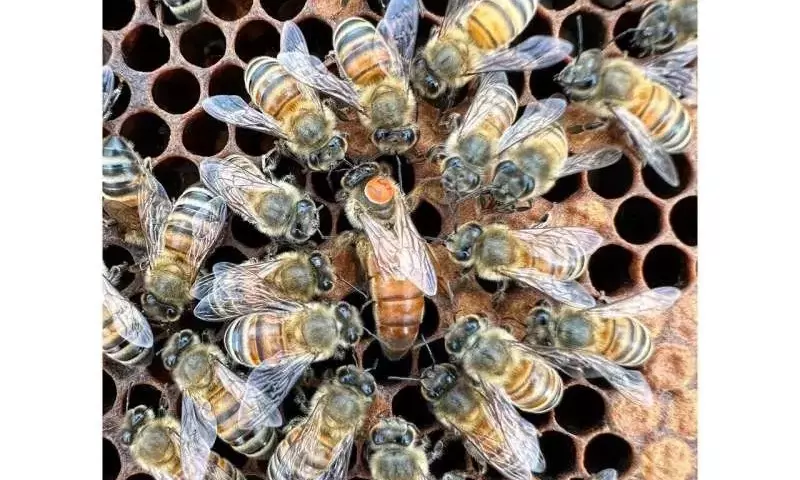 Avances Genéticos en Apicultura: Fortaleciendo Colonias de Abejas