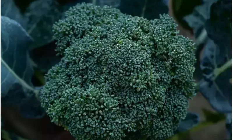 Un Nuevo Desafío en la Agricultura: La Resistencia a Fungicidas en Semillas de Brócoli