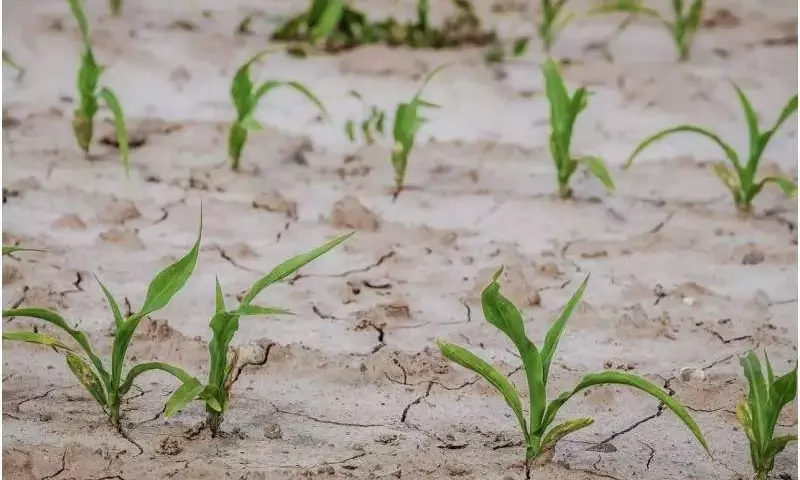 La volatilidad de los cultivos: un nuevo reto en la era del cambio climático