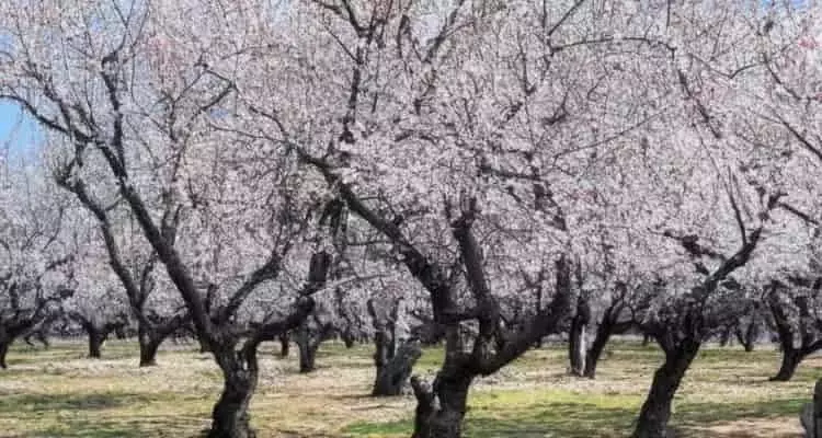Estrategias de Cultivos de Cobertura para la Nutrición del Almendro en la Horticultura Orgánica Portuguesa