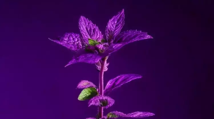 Optimización del Cultivo de Menta en Invernaderos a Través de Iluminación LED y Nutrición Avanzada