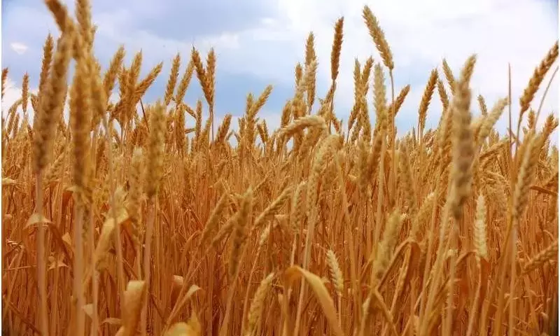 La Glucosa como Impulsor Clave del Crecimiento y la Productividad del Trigo: Un Análisis Detallado