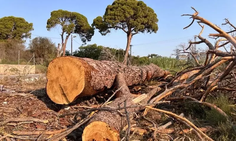 Regreso Triunfal de la Escuela de Jóvenes Exploradores al Parque de Los Pinos