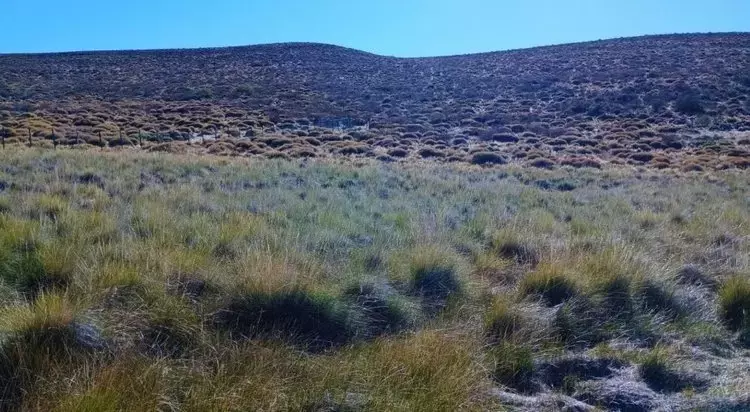 Plantas Silvestres Nativas de la Patagonia: Un Recurso Forrajero Prometedor para Argentina
