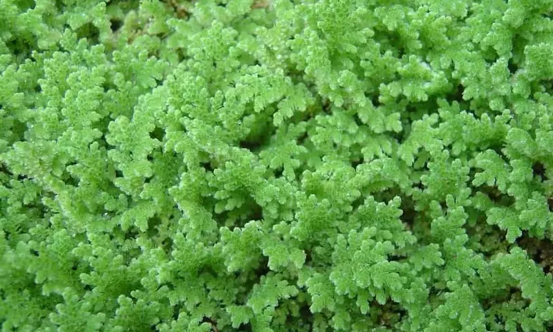 Azolla: Una Solución Ecológica y Económica para la Alimentación Pecuaria