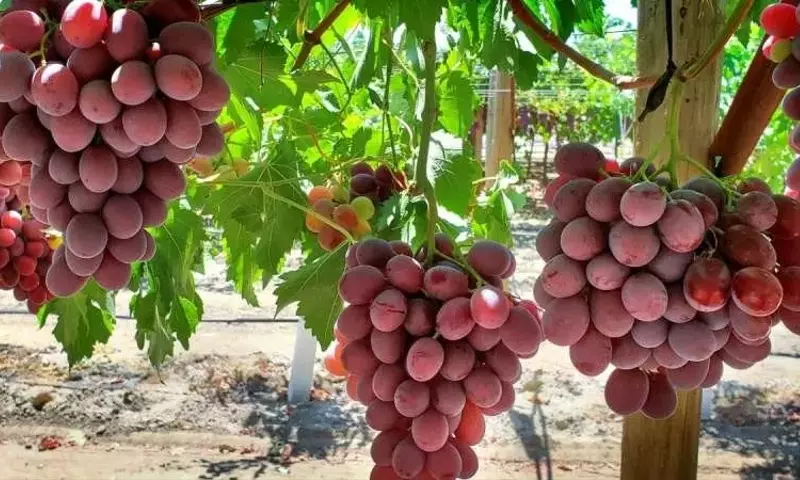 Cornell AgriTech y Sun World Lanzan Innovadoras Variedades de Uva